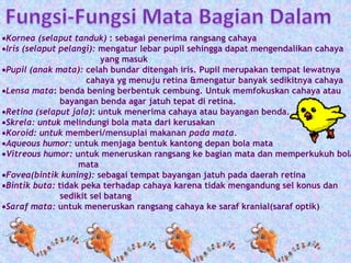 Kornea (selaput tanduk) : sebagai penerima rangsang cahaya 
Iris (selaput pelangi): mengatur lebar pupil sehingga dapat mengendalikan cahaya 
yang masuk 
Pupil (anak mata): celah bundar ditengah iris. Pupil merupakan tempat lewatnya 
cahaya yg menuju retina &mengatur banyak sedikitnya cahaya 
Lensa mata: benda bening berbentuk cembung. Untuk memfokuskan cahaya atau 
bayangan benda agar jatuh tepat di retina. 
Retina (selaput jala): untuk menerima cahaya atau bayangan benda. 
Skrela: untuk melindungi bola mata dari kerusakan 
Koroid: untuk memberi/mensuplai makanan pada mata. 
Aqueous humor: untuk menjaga bentuk kantong depan bola mata 
Vitreous humor: untuk meneruskan rangsang ke bagian mata dan memperkukuh bola 
mata 
Fovea(bintik kuning): sebagai tempat bayangan jatuh pada daerah retina 
Bintik buta: tidak peka terhadap cahaya karena tidak mengandung sel konus dan 
sedikit sel batang 
Saraf mata: untuk meneruskan rangsang cahaya ke saraf kranial(saraf optik) 
 