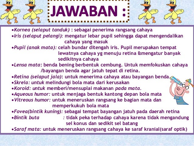 Apa Yang Dimaksud Dengan Akomodasi Mata Terkait Mata Apa Yang Dimaksud Dengan Akomodasi Mata Terkait Mata