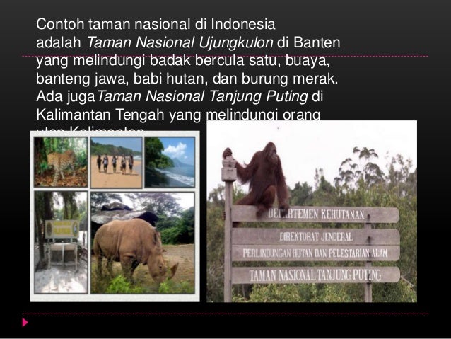 BAB 1 Flora dan Fauna (Geografi kelas XI)