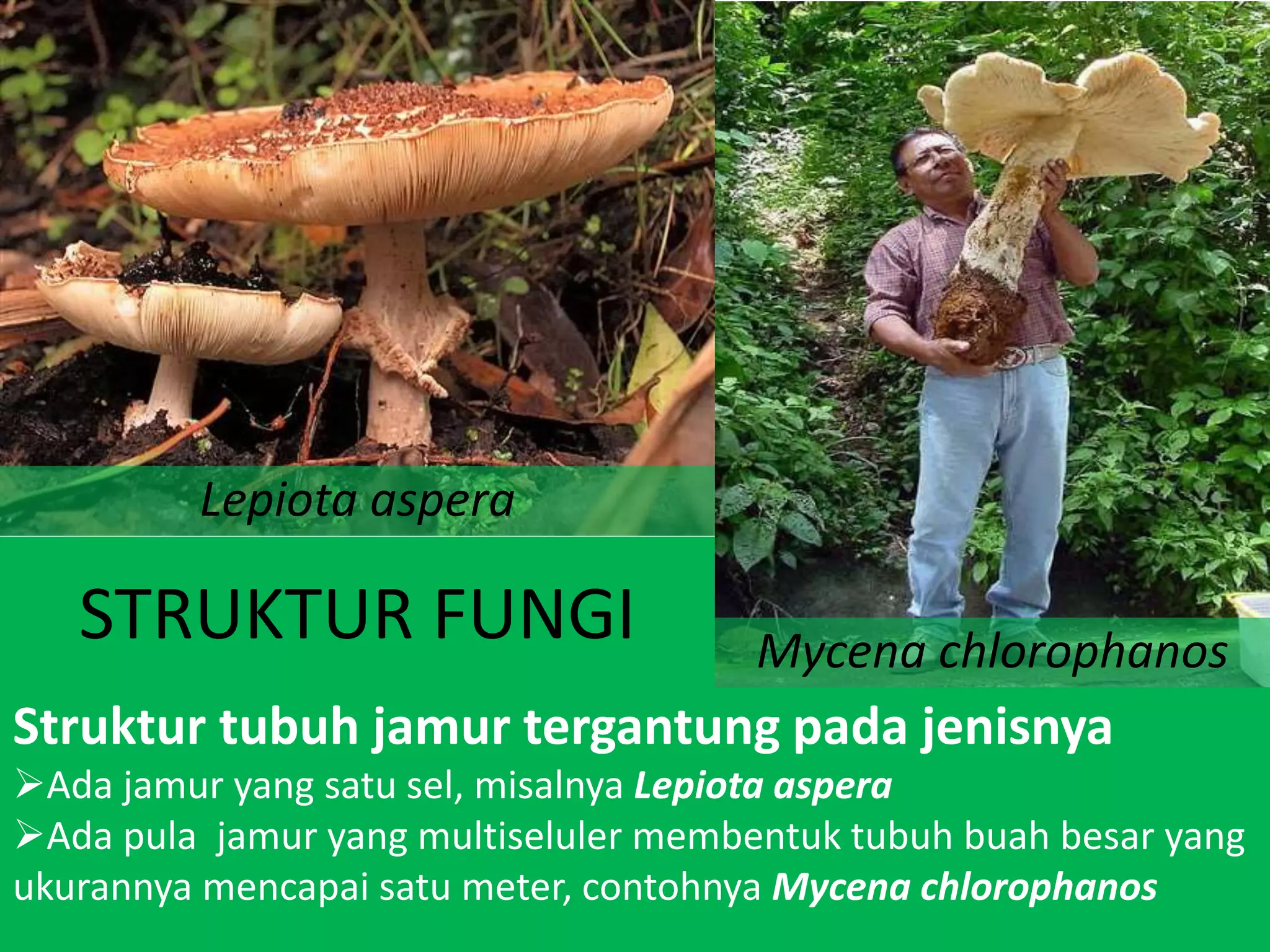 Jamur Multiseluler Botani Tumbuhan Rendah ( FUNGI_JAMUR) STIKIP Banjarmasin | PPTX