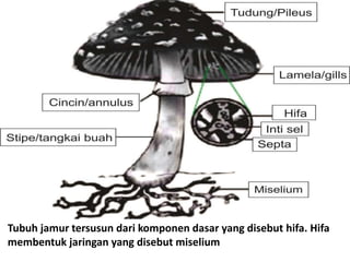 Jamur Multiseluler Botani Tumbuhan Rendah ( FUNGI_JAMUR) STIKIP Banjarmasin | PPTX