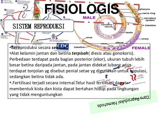 Kelompok 4 nematoda xmia2