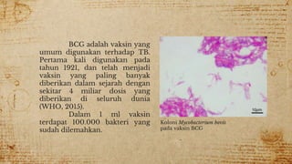 BCG adalah vaksin yang
umum digunakan terhadap TB.
Pertama kali digunakan pada
tahun 1921, dan telah menjadi
vaksin yang paling banyak
diberikan dalam sejarah dengan
sekitar 4 miliar dosis yang
diberikan di seluruh dunia
(WHO, 2015).
Dalam 1 ml vaksin
terdapat 100.000 bakteri yang
sudah dilemahkan.
Koloni Mycobacterium bovis
pada vaksin BCG
 