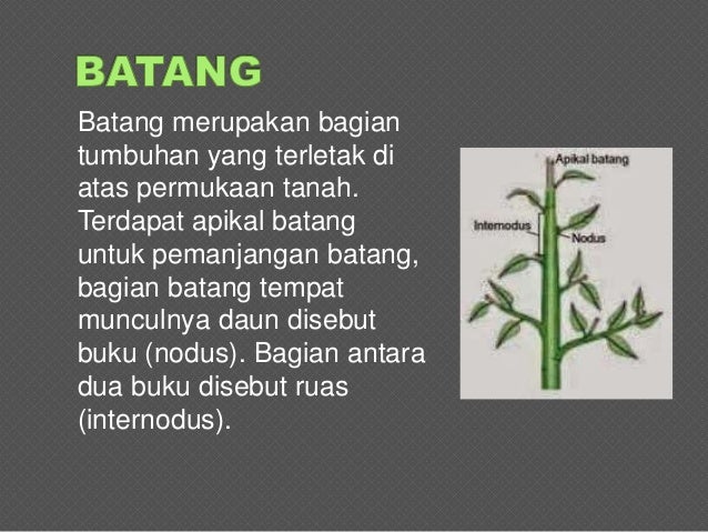 Materi Batang BIOLOGI Materi Batang BIOLOGI
