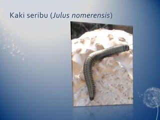 Kaki seribu (Julusnomerensis)