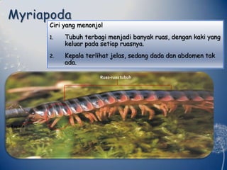 MyriapodaCiri yang menonjolTubuhterbagimenjadibanyakruas, dengan kaki yang keluarpadasetiapruasnya.Kepalaterlihatjelas, sedang dada dan abdomen takada.Ruas-ruastubuhKepala