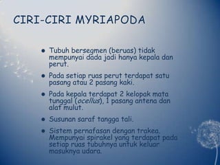 CIRI-CIRI MYRIAPODATubuhbersegmen (beruas) tidakmempunyai dada jadihanyakepaladanperut.Padasetiapruasperutterdapatsatupasangatau 2 pasang kaki.Padakepalaterdapat 2 kelopakmatatunggal (ocellus), 1 pasangantenadanalatmulut.Susunansaraftanggatali.Sistempernafasandengantrakea. Mempunyaispirakel yang terdapatpadasetiapruastubuhnyauntukkeluarmasuknyaudara.