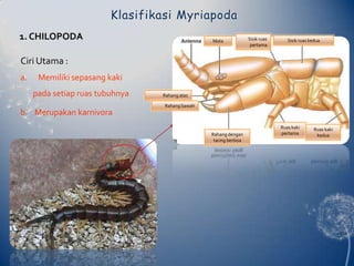 Sisik ruas pertamaSisik ruas keduaMataRahang atasRahang bawahRuas kaki pertamaRuas kaki keduaRahang dengan taring berbisaKlasifikasiMyriapoda1. CHILOPODACiriUtama : Memilikisepasang kakipadasetiapruastubuhnyab.    Merupakankarnivora