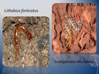 LithobiusforticatusScolopendramorsitans.