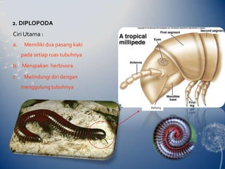 2. DIPLOPODACiriUtama : Memilikiduapasang kakipadasetiapruastubuhnyab.    Merupakan  herbivoraMelindungi diri dengan       menggulung tubuhnyaRahang