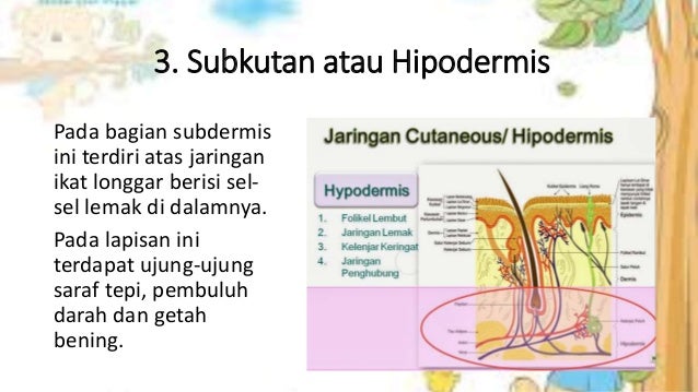 Anatomi fisiologi sistem integumen