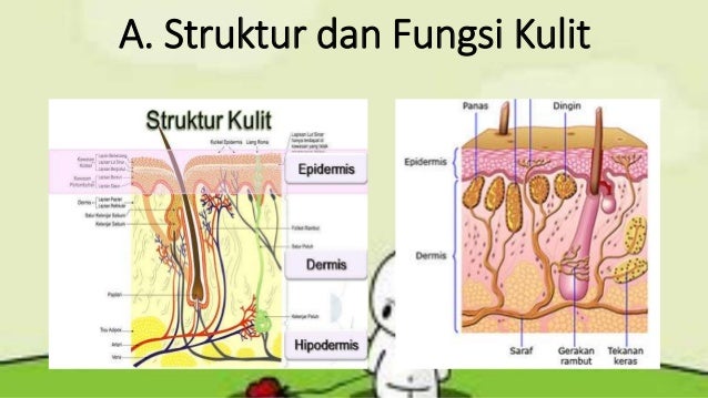 Anatomi Fisiologi Sistem Integumen