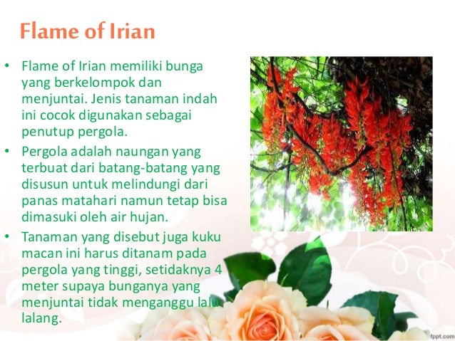 PKY Tanaman Hias PKY Tanaman Hias