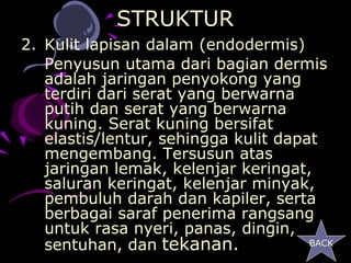 STRUKTUR
2. Kulit lapisan dalam (endodermis)
   Penyusun utama dari bagian dermis
   adalah jaringan penyokong yang
   terdiri dari serat yang berwarna
   putih dan serat yang berwarna
   kuning. Serat kuning bersifat
   elastis/lentur, sehingga kulit dapat
   mengembang. Tersusun atas
   jaringan lemak, kelenjar keringat,
   saluran keringat, kelenjar minyak,
   pembuluh darah dan kapiler, serta
   berbagai saraf penerima rangsang
   untuk rasa nyeri, panas, dingin,
   sentuhan, dan tekanan.             BACK
 