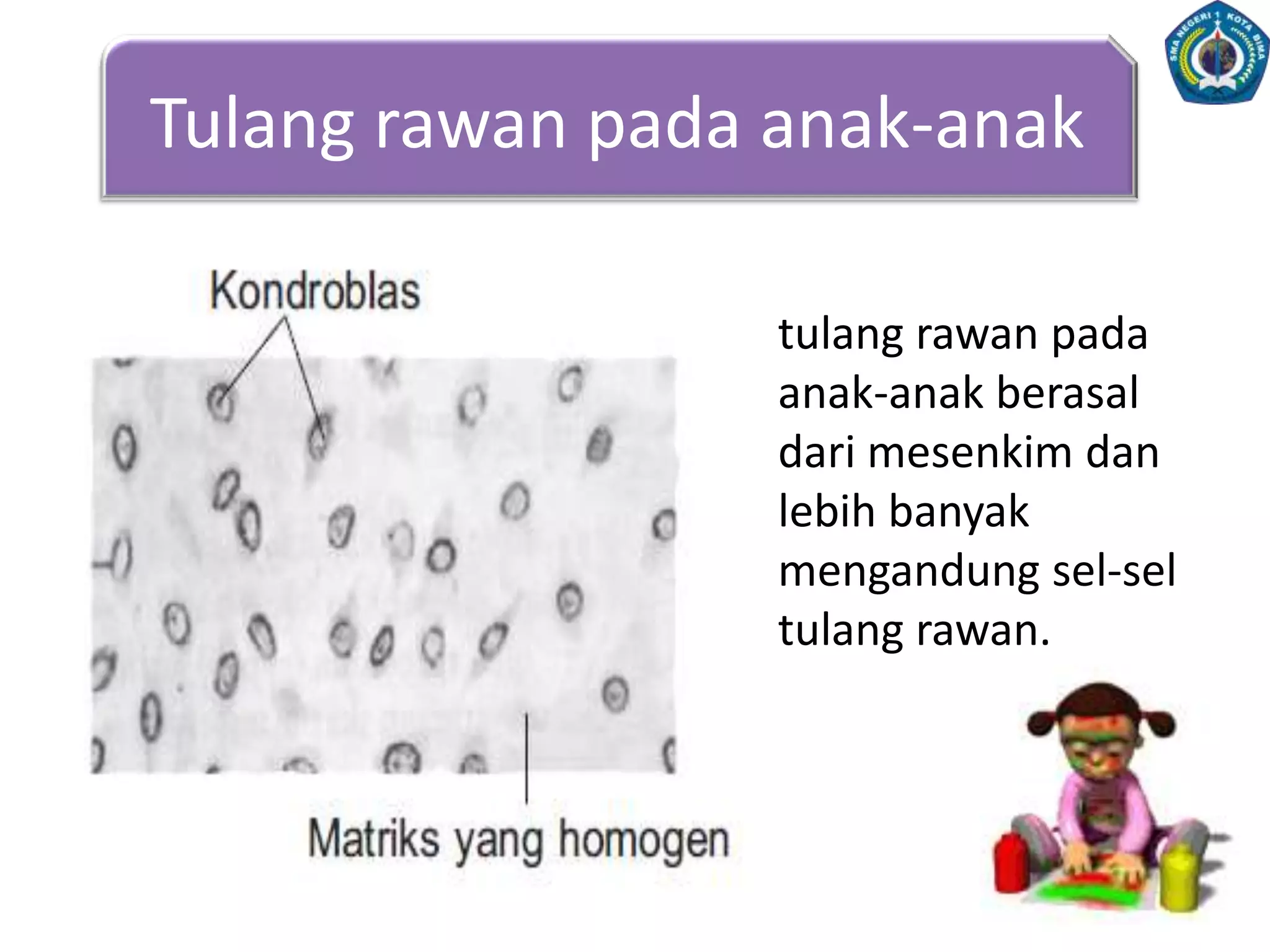 Tempatpembentukanseldarahdanpenimbunan mineralTULANG2. TULANGTulang-tulangpenyusuntubuhdibedakanberdasarkanhal-halberikut:JenisTulangMatriksTulangBentukTulang