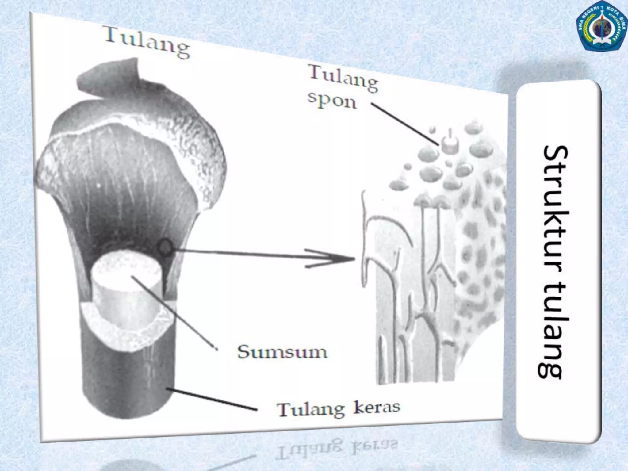 3 Tipe Tulang Rawana) TulangrawanhialinTulangrawanhialinbersifatlentur, semi transparan, danberwarnaputihkebiruan.terdapat padahidung, bronki,dantrakea.b) TulangrawanfibrosaTulangrawan fibbrosamemilikibanyakserabutkolagendalammatriks.Matriksnyaberwarnakeruhdangelap, sertakuatdankaku. terdapatpada tendon danligamen.c) TulangrawanelastisTulangrawanelastisberwarnakekuningan. Matriksnyamengandungserabut elastisterdapat pada daun telinga