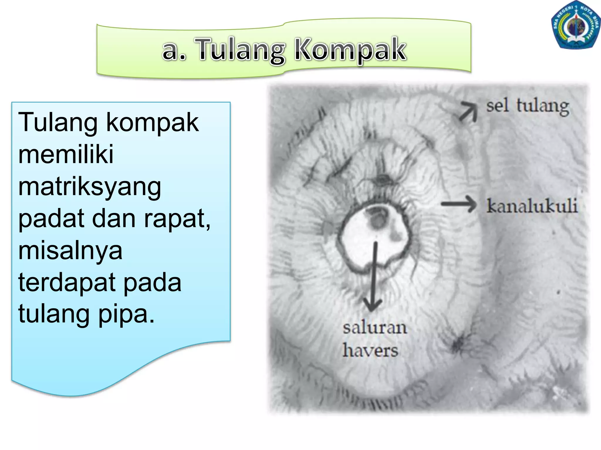 Tulang rawan pada anak-anaktulangrawanpadaanak-anakberasaldarimesenkimdanlebihbanyakmengandungsel-seltulangrawan.
