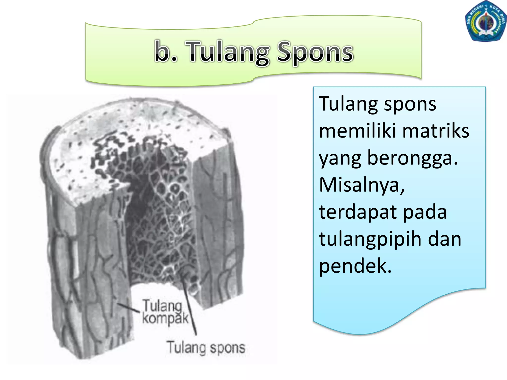 Tulang rawan pada Orang DewasaTulangrawan orang dewasalebihbanyakmengandungmatriksdanberasaldariperikondrium(selaputtulangrawan)yang mengandungkondroblas.