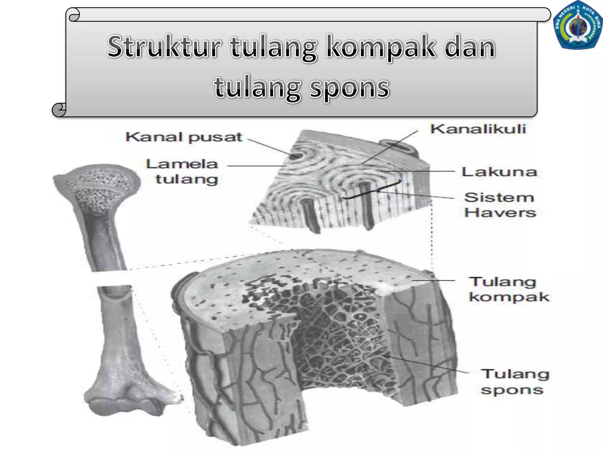 b. TulangKeras (Osteon)Tulangkerasmerupakankumpulanseltulang yang mengeluarkanmatriksyang mengandungzatkapurdanfosfat(zat penyebab tulang menjadi keras)osteoblaspadalakunamenjaditidakaktifdandisebutosteosit (seltulang)