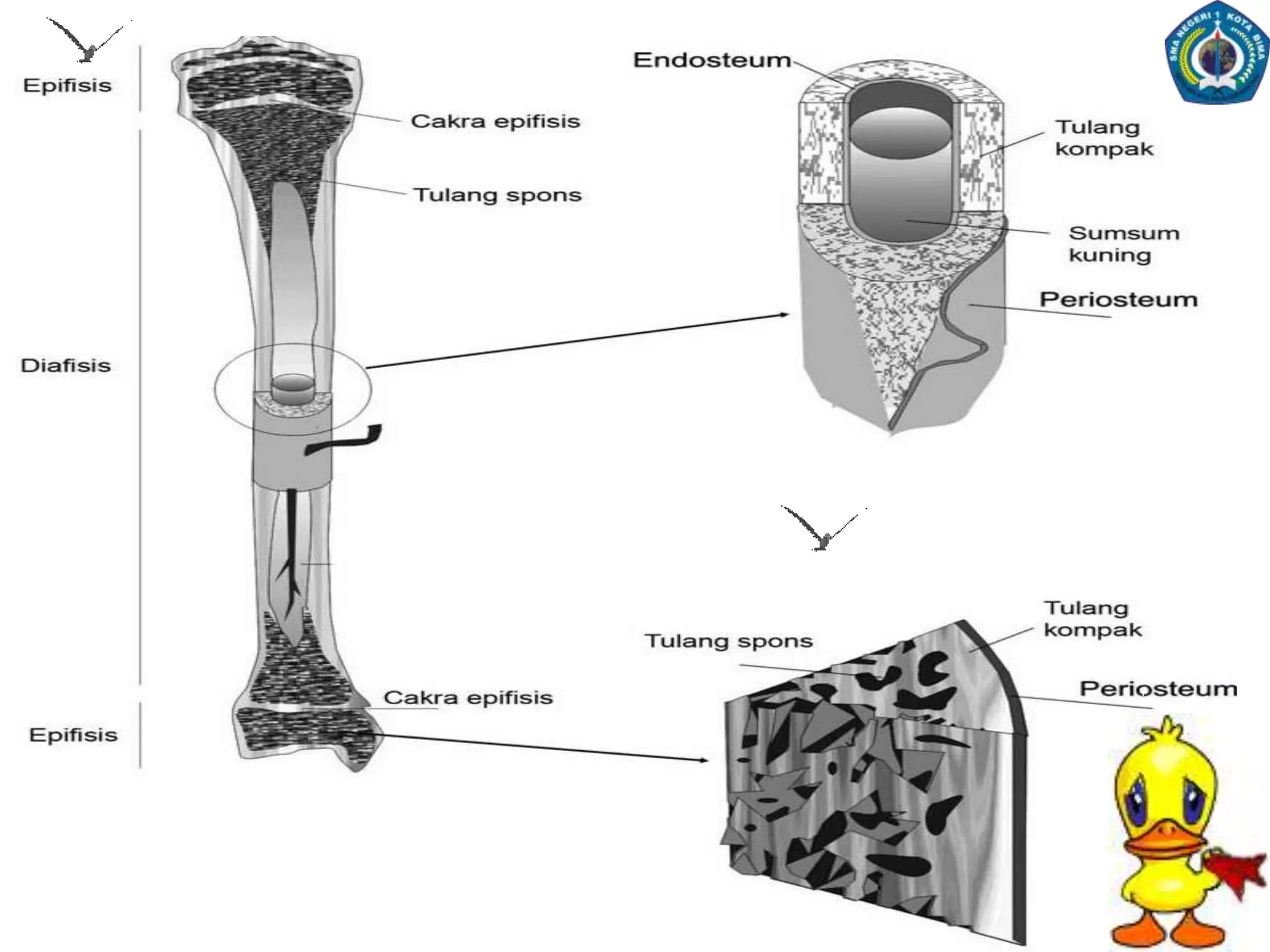 a. Tulang KompakTulangkompakmemilikimatriksyangpadatdanrapat, misalnyaterdapatpadatulangpipa.
