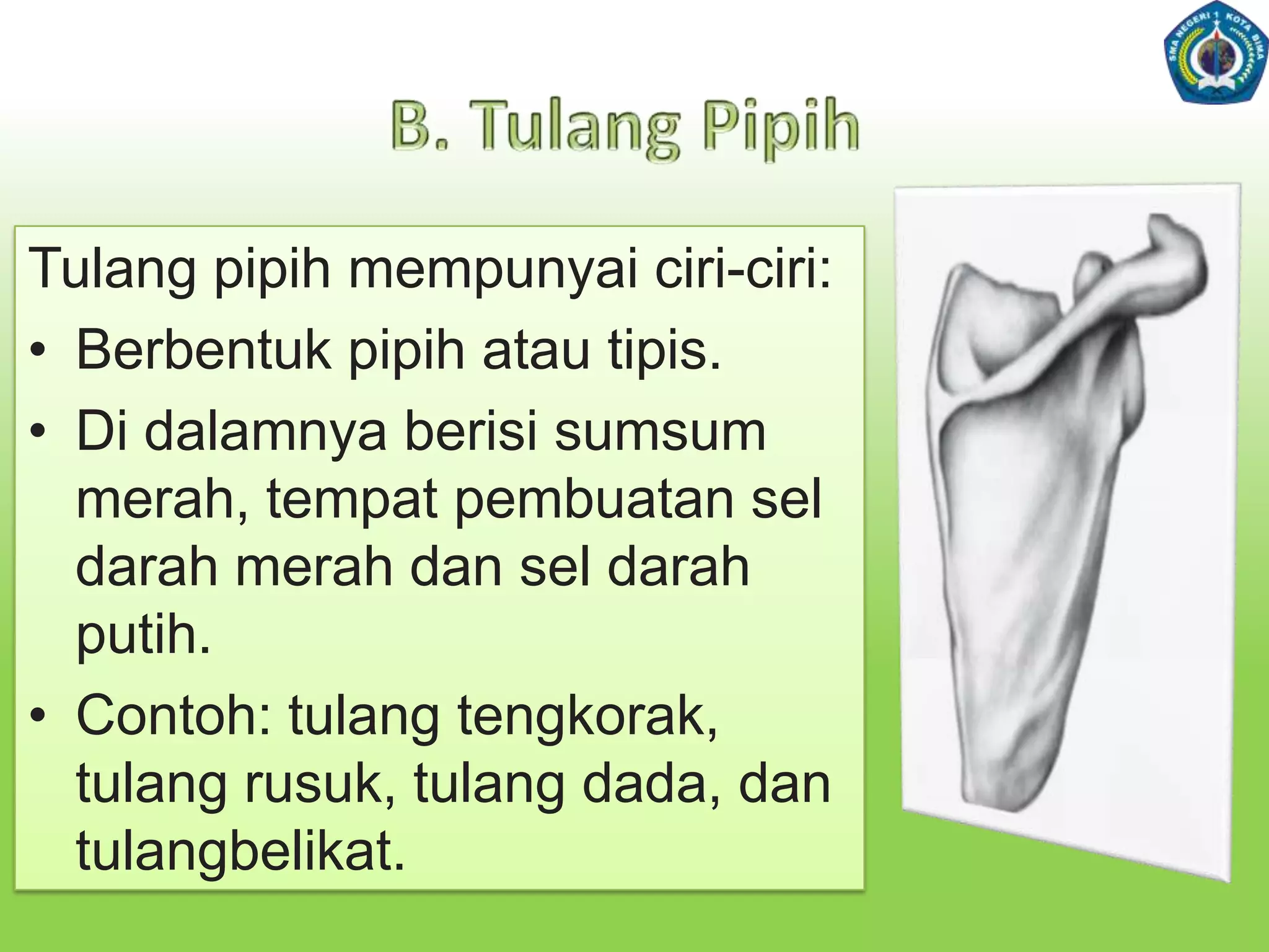 b. Tulang SponsTulangsponsmemilikimatriksyangberongga. Misalnya, terdapatpadatulangpipihdanpendek.