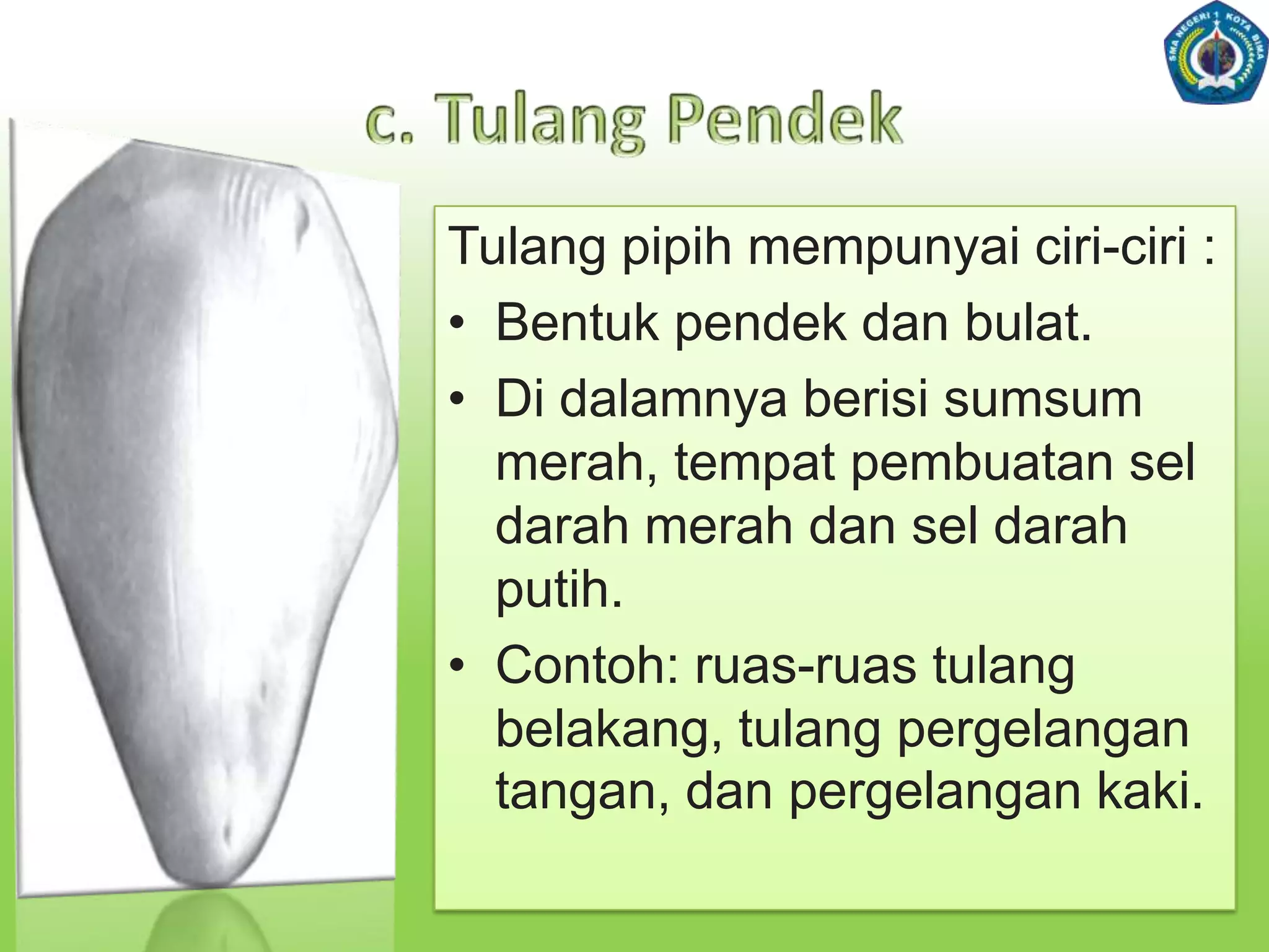 Strukturtulangkompakdantulangspons