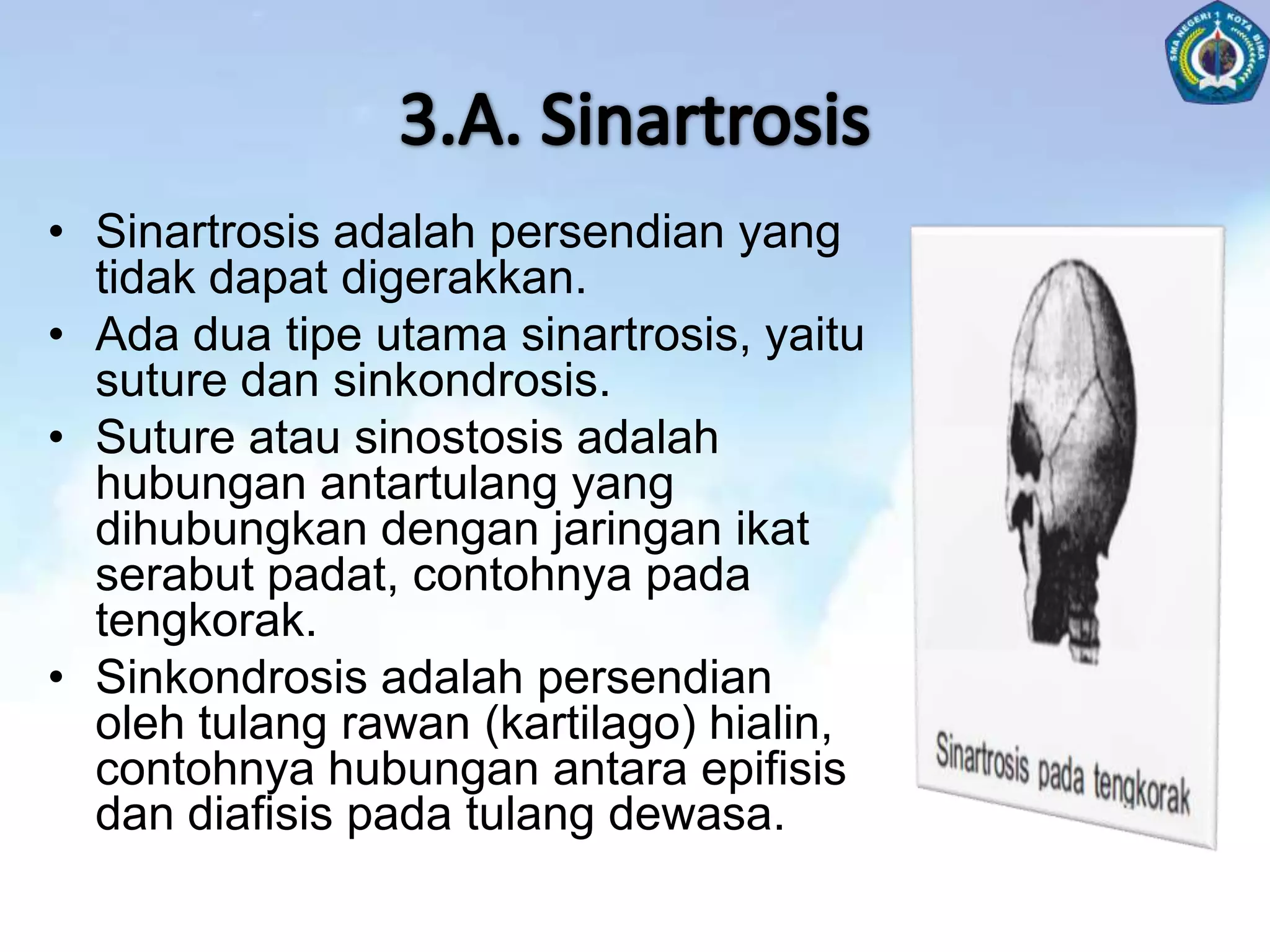 Bagian-bagiandaritulangpipaEpifisis, yaitukeduaujungtulang.Diafisis, yaitubagiantengahtulangCakraepifisis, yaitusambunganepifisisdandiafisis.Tulangrawandaerahsendi.Kanalismedularis, yaituronggamemanjang di dalamdiafisis yang diisiolehsumsumtulangkuning.Periosteum, yaitu selaput yangmenyelimutibagianluartulang.