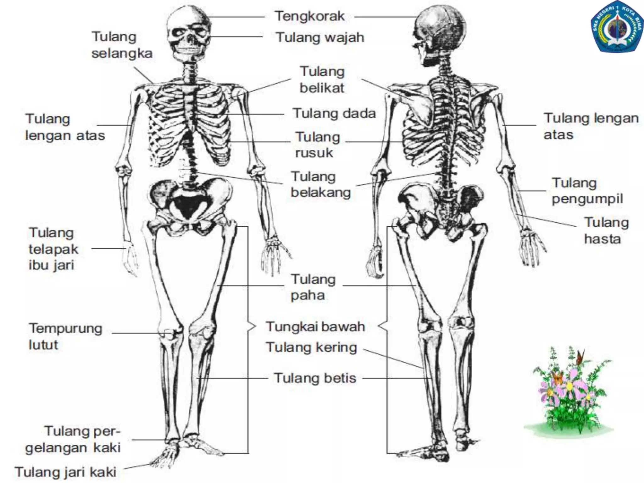 3.A. SinartrosisSinartrosisadalahpersendian yang tidakdapatdigerakkan.Ada duatipeutamasinartrosis, yaitu suture dansinkondrosis.Suture atausinostosisadalahhubunganantartulangyangdihubungkandenganjaringanikatserabutpadat, contohnyapadatengkorak. Sinkondrosisadalahpersendianolehtulangrawan (kartilago) hialin, contohnyahubunganantaraepifisisdandiafisispadatulangdewasa.