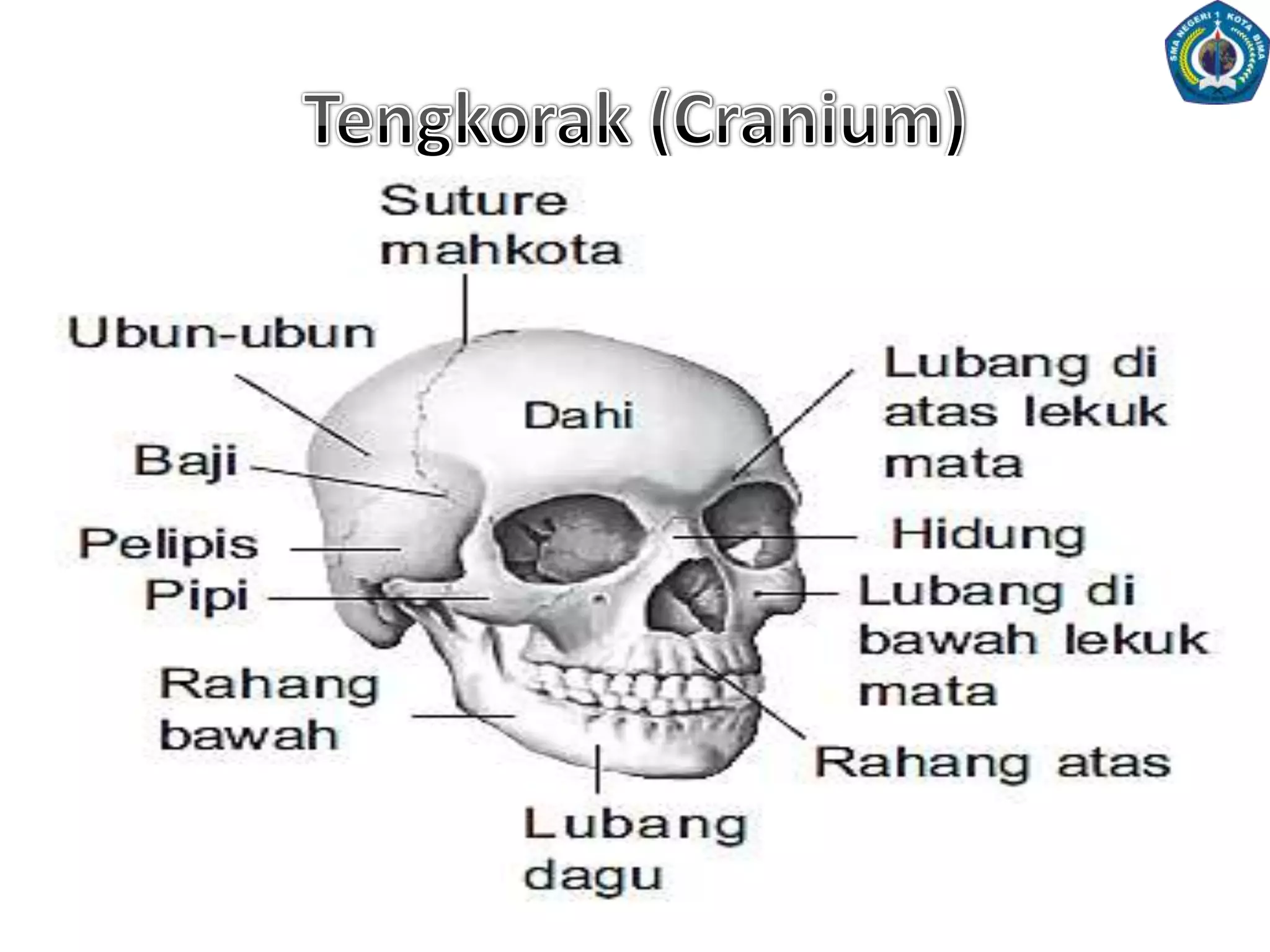Jenis-JenisPersendianDiartrosis