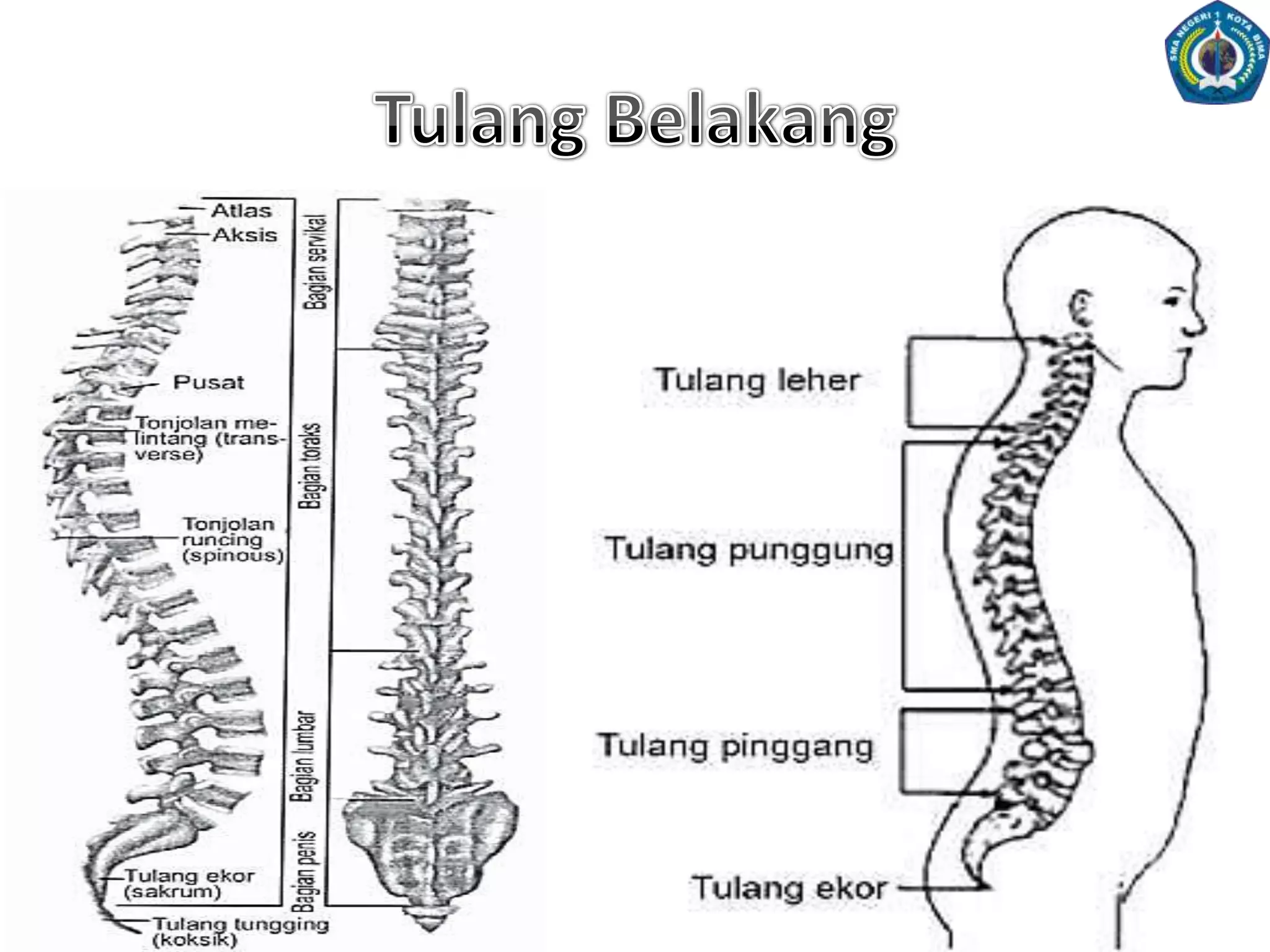 Jenis-JenisPersendianDiartrosis