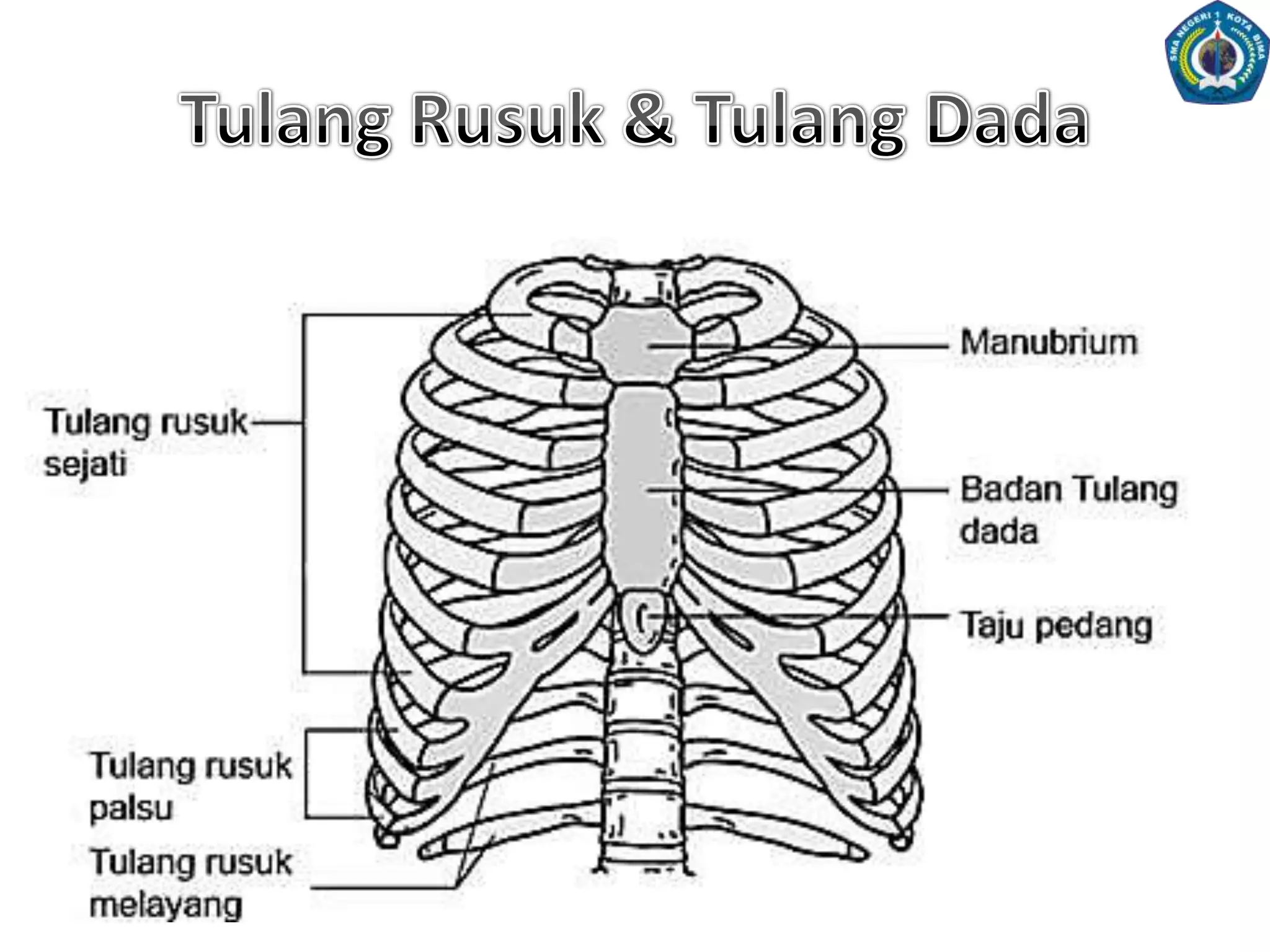 4. SISTEM RANGKA MANUSIAPadadasarnyakerangkamanusiadikelompokkanmenjadidua, yaitu:RangkaAksialRangkaApendikulerSISTEMRANGKA