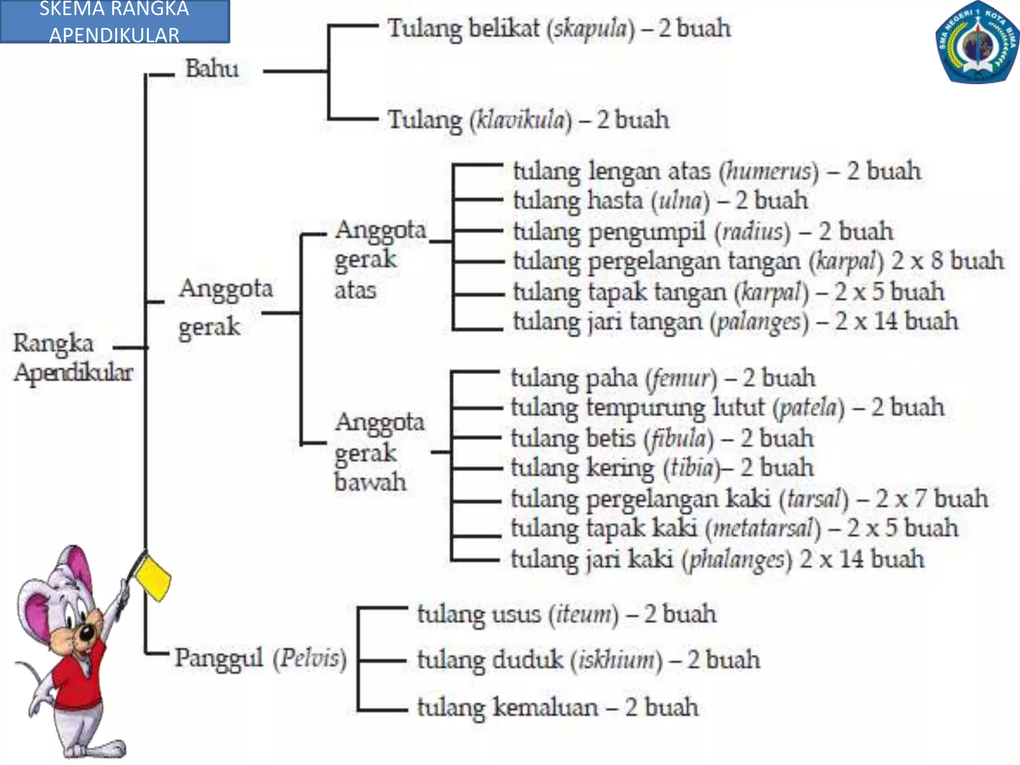 4.A. Rangka AksialRangkainimerupakanrangka yang tersusundari tulang tengkorak, tulang belakang, tulangrusuk(iga) dantulang dada.