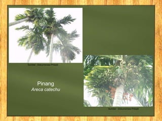 Sumber : Dokumentasi Pribadi
Sumber : Dokumentasi Pribadi
Pinang
Areca catechu
 