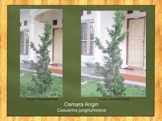 Sumber : Dokumentasi Pribadi Sumber : Dokumentasi Pribadi
Cemara Angin
Casuarina junghuhniana
 