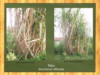 Sumber : Dokumentasi Pribadi
Sumber : Dokumentasi Pribadi
Tebu
Saccharum officinale
 