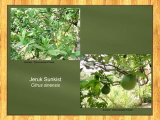 Sumber : Dokumentasi Pribadi
Sumber : Dokumentasi Pribadi
Jeruk Sunkist
Citrus sinensis
 