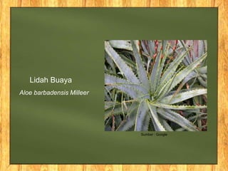 Aloe barbadensis Milleer
Lidah Buaya
Sumber : Google
 