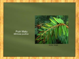 Mimosa pudica
Putri Malu
Sumber : Google
 