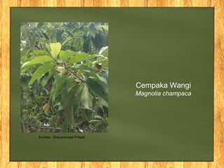 Cempaka Wangi
Magnolia champaca
Sumber : Dokumentasi Pribadi
 