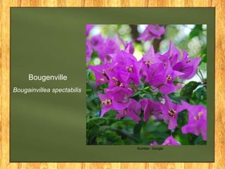 Bougainvillea spectabilis
Bougenville
Sumber : Google
 