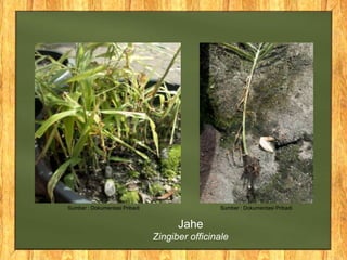Jahe
Zingiber officinale
Sumber : Dokumentasi PribadiSumber : Dokumentasi Pribadi
 