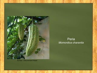 Peria
Momordica charantia
Sumber : Dokumentasi Pribadi
 