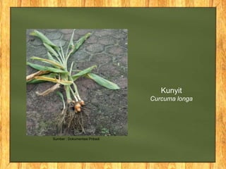 Kunyit
Curcuma longa
Sumber : Dokumentasi Pribadi
 