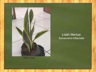 Lidah Mertua
Sanseviera trifasciata
Sumber : Google
 