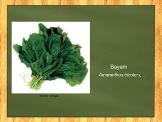 Bayam
Amaranthus tricolor L.
Sumber : Google
 