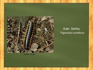 Kaki Seribu
Trigoniulus corallinus
Sumber : Google
 