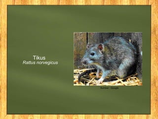 Tikus
Rattus norvegicus
Sumber : Google
 