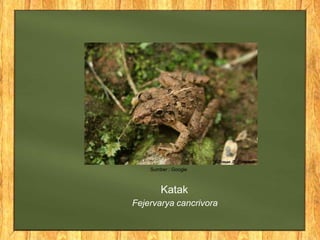 Katak
Fejervarya cancrivora
Sumber : Google
 