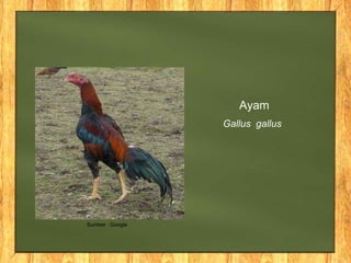 Ayam
Gallus gallus
Sumber : Google
 