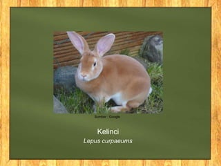 Kelinci
Lepus curpaeums
Sumber : Google
 